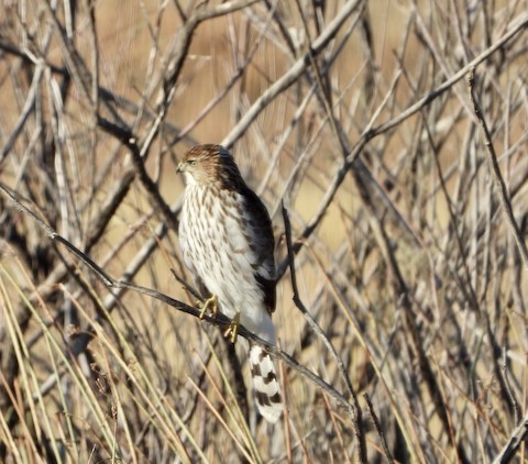 Cooper's Hawk - ML182944041