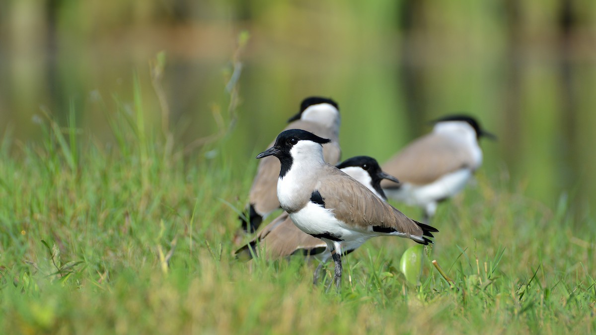 čejka říční - ML182944381