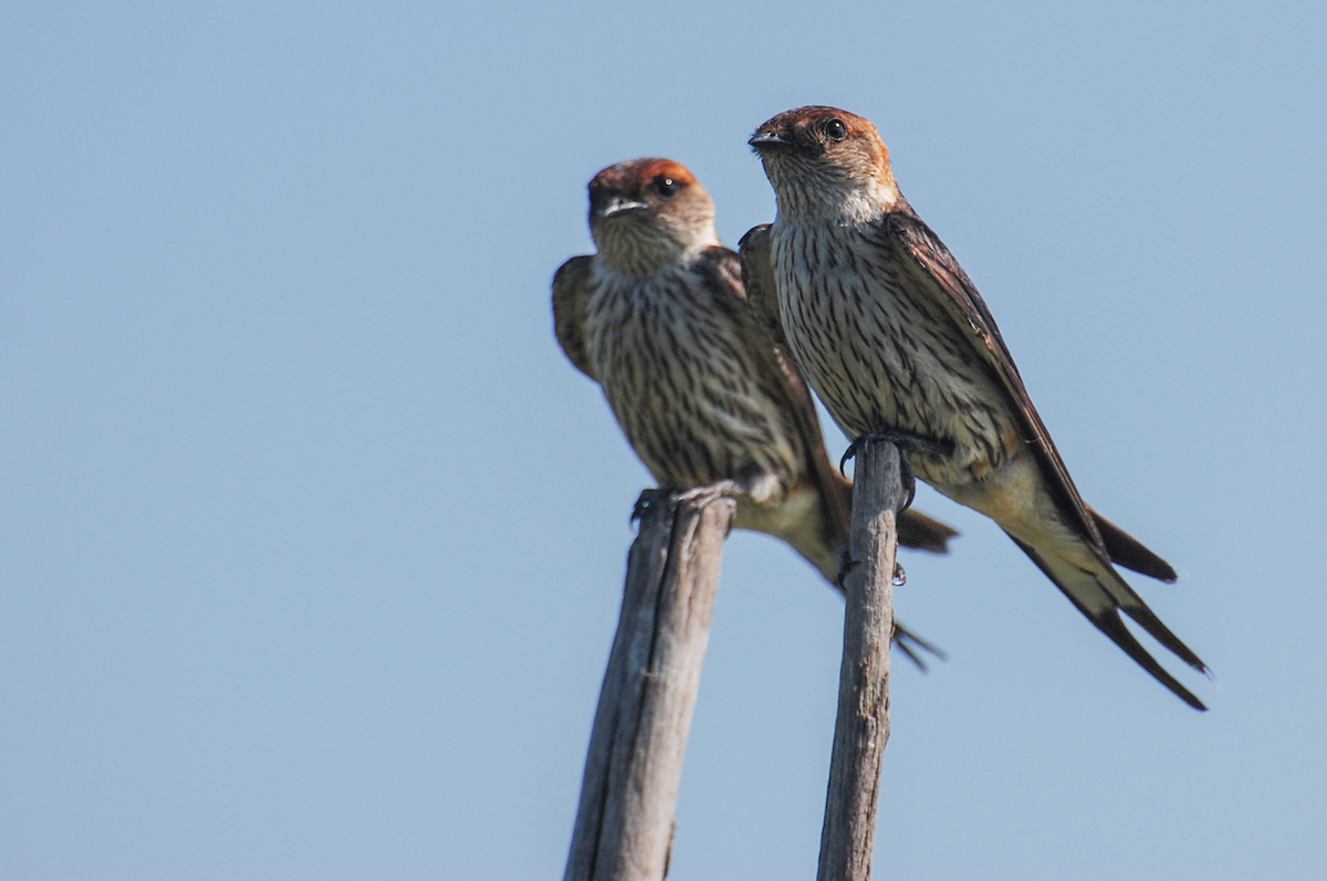 Greater Striped Swallow - ML182946951