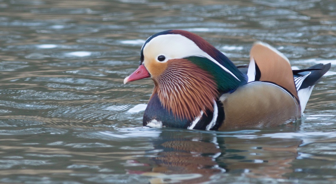 Mandarin Duck - ML182949291