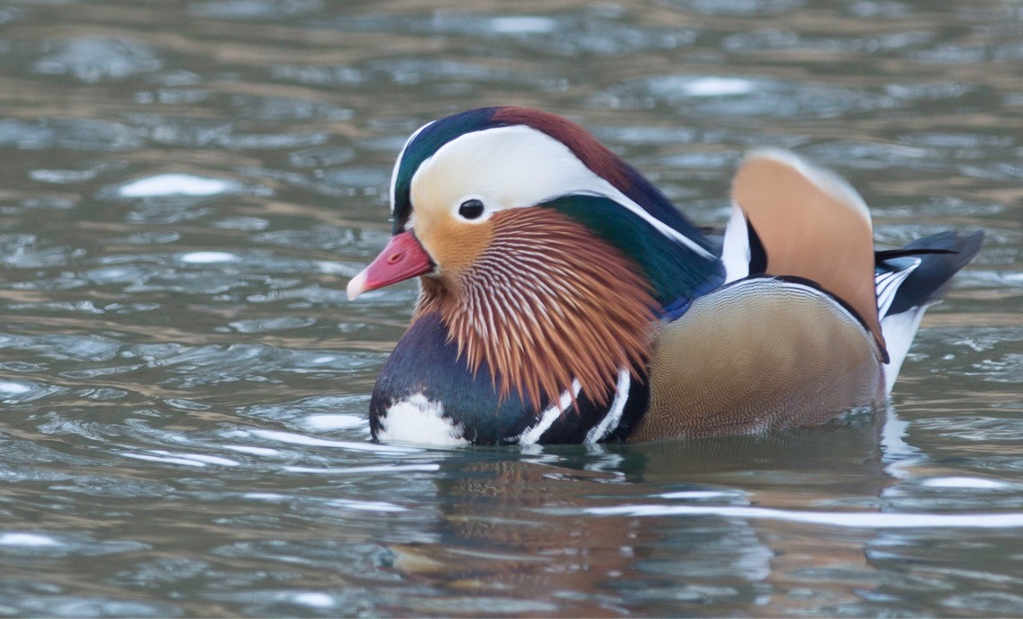 Mandarin Duck - ML182949301