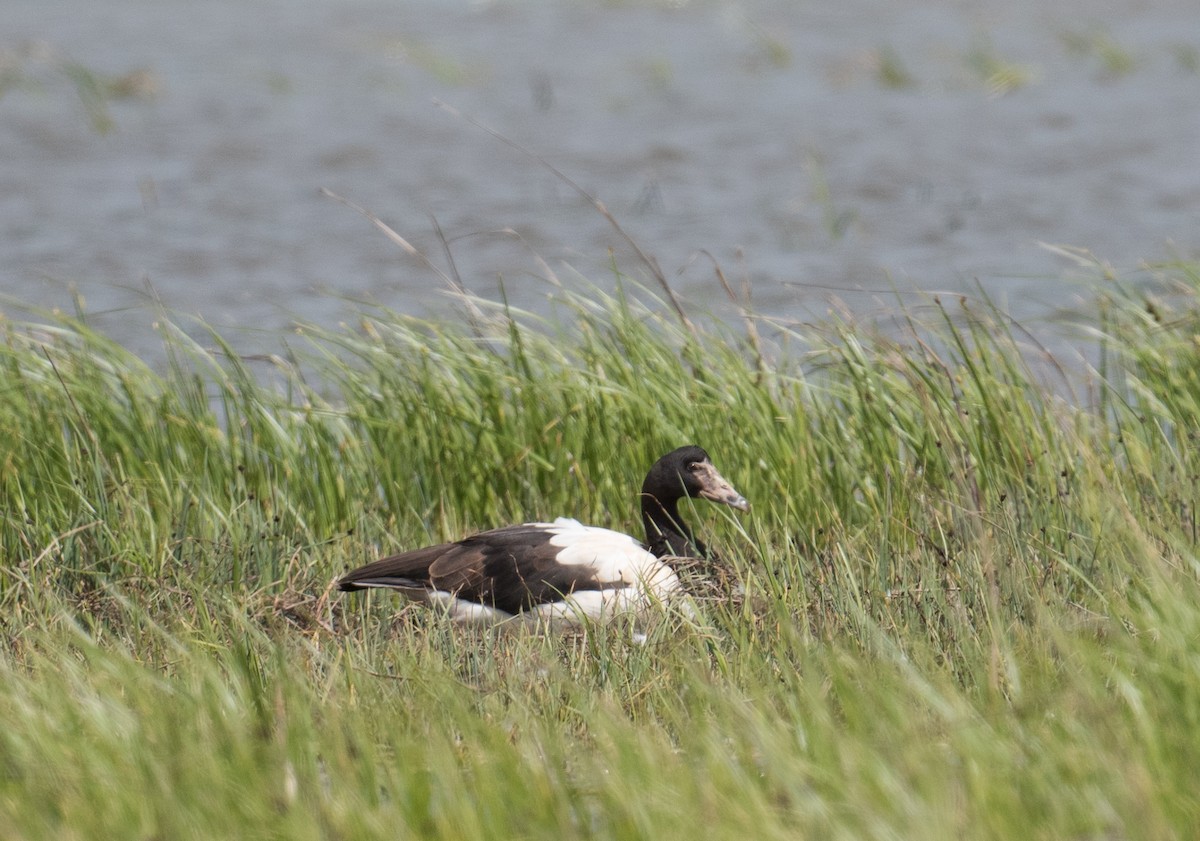 Magpie Goose - ML182949831