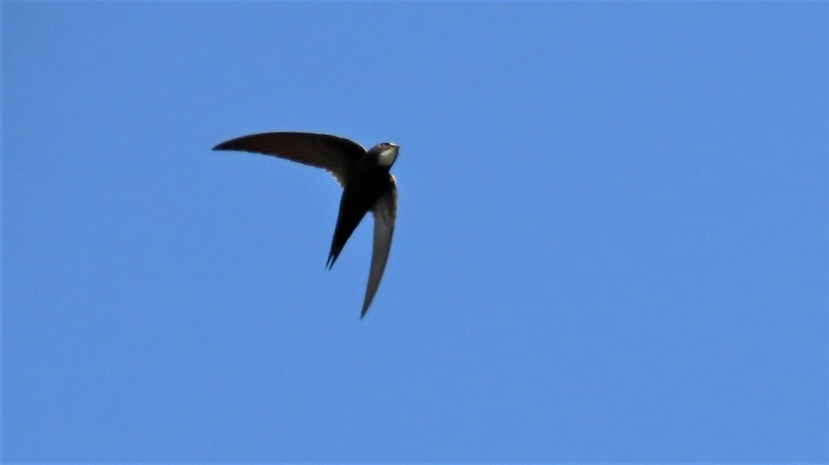 White-rumped Swift - ML182950101