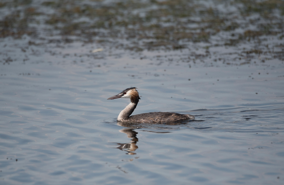 Great Crested Grebe - ML182950181