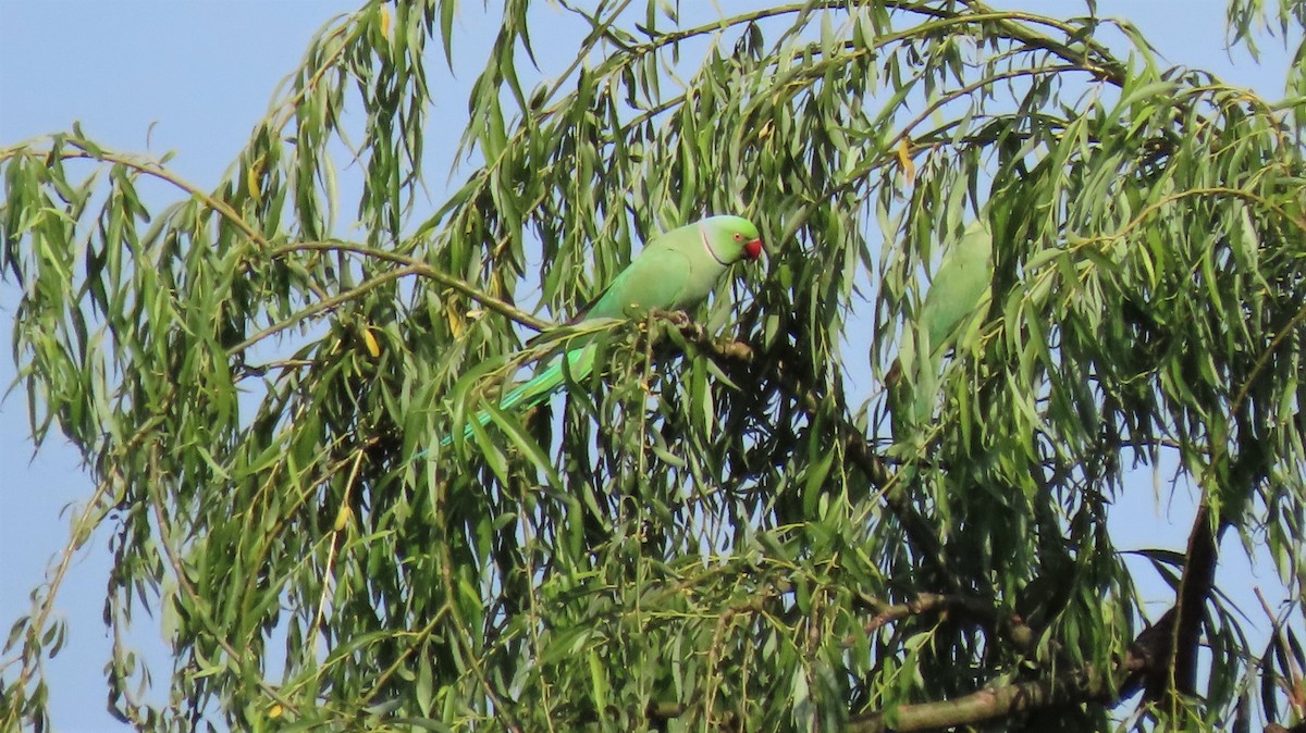 Rose-ringed Parakeet - ML182950191