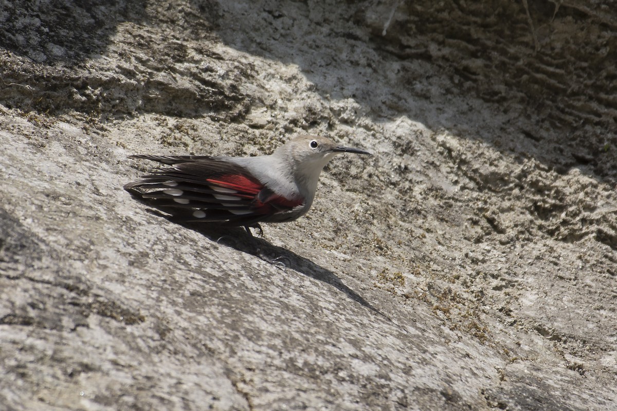 Wallcreeper - ML182950661