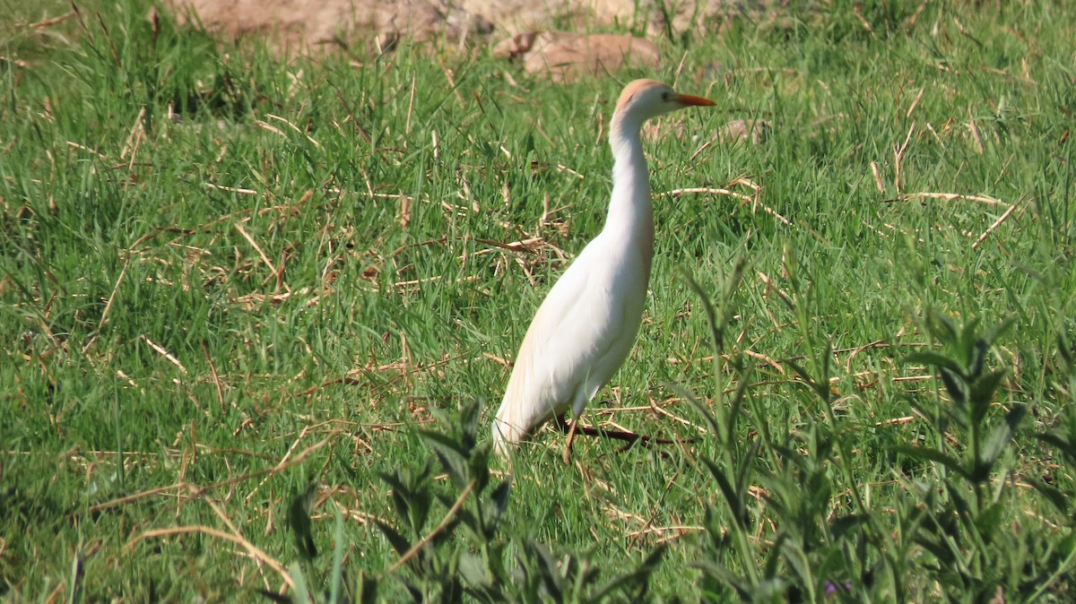 Western Cattle-Egret - ML182950771