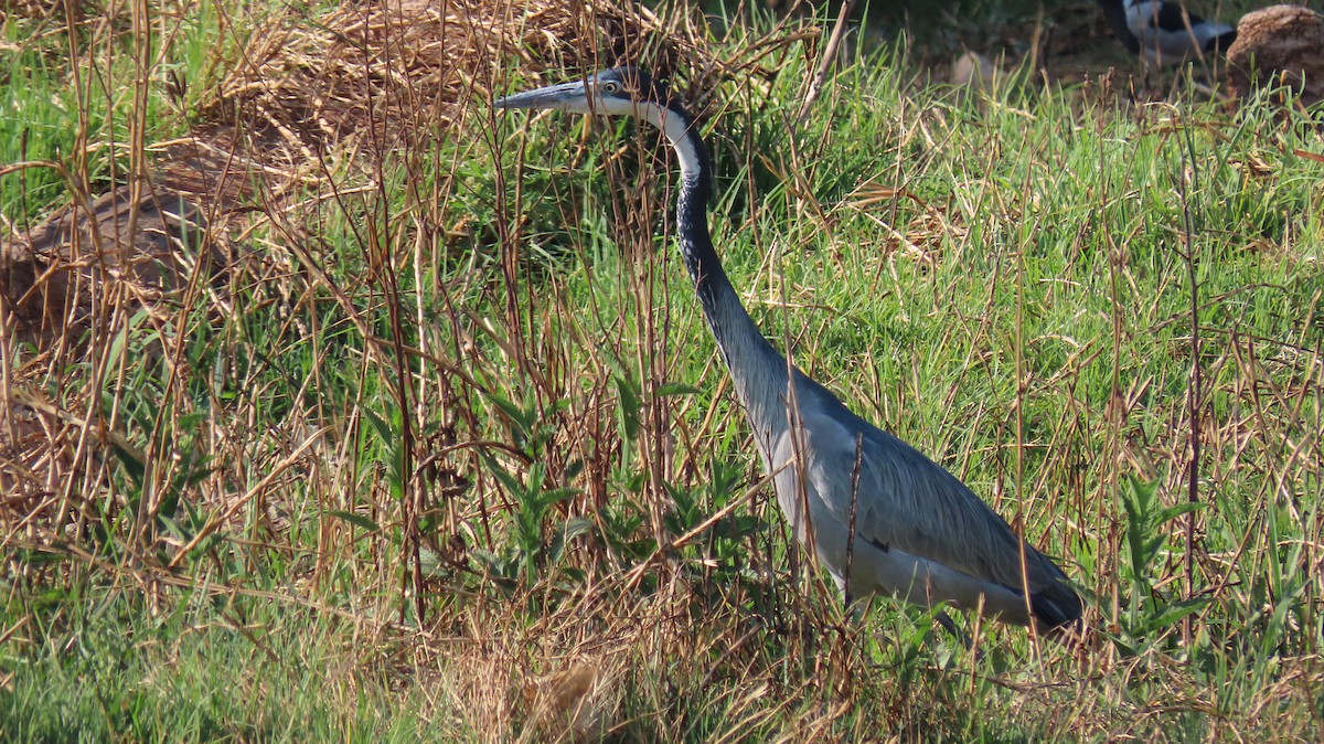 Black-headed Heron - ML182950921
