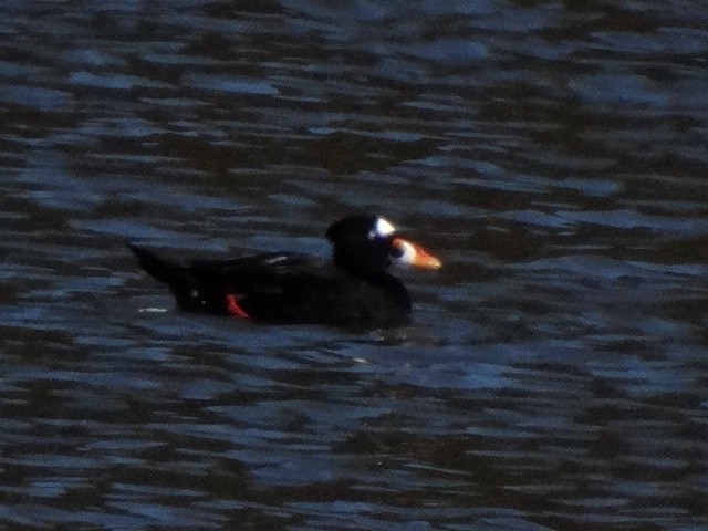 Surf Scoter - ML182951501