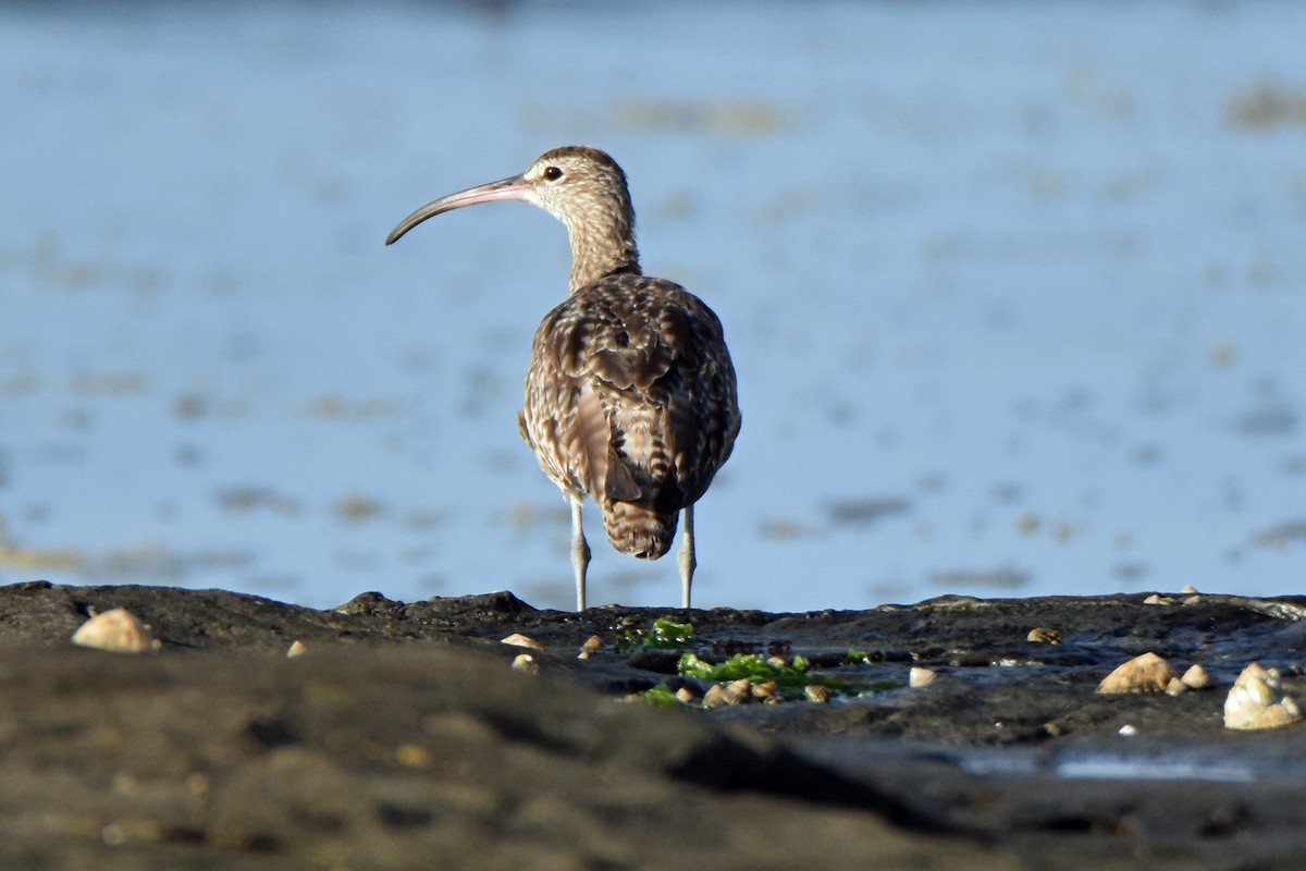 Whimbrel - Peter & Shelly Watts