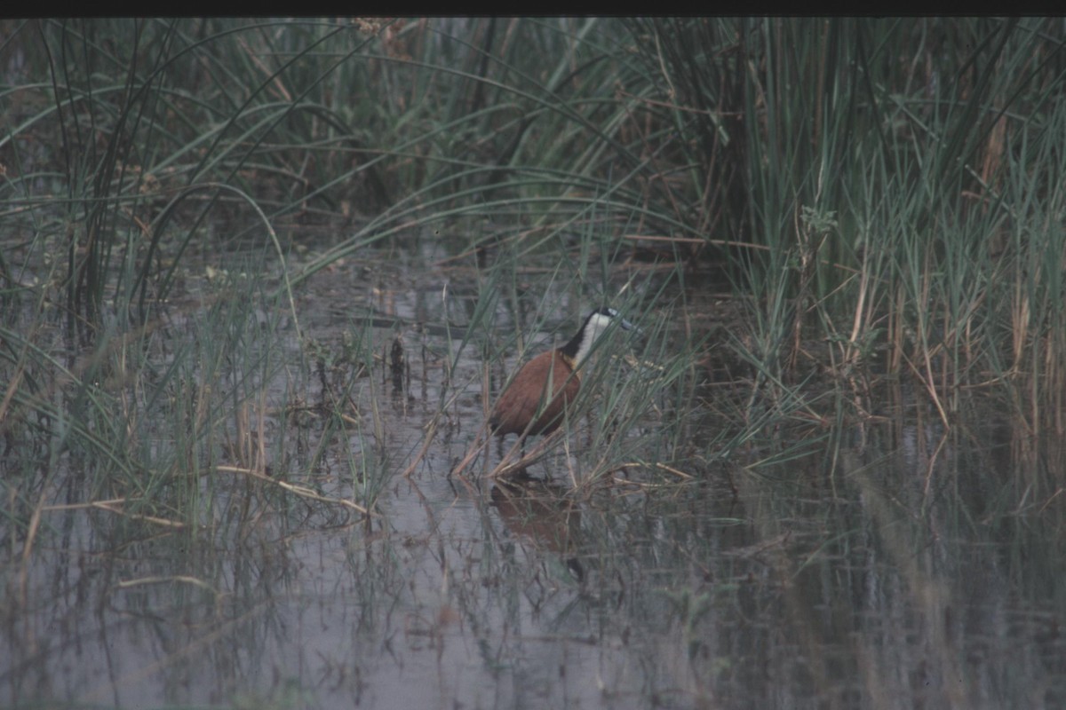 African Jacana - ML182951921