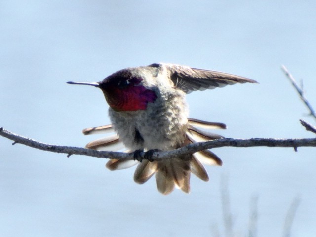 Colibrí de Anna - ML182951961