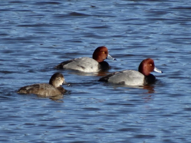 Redhead - ML182952081