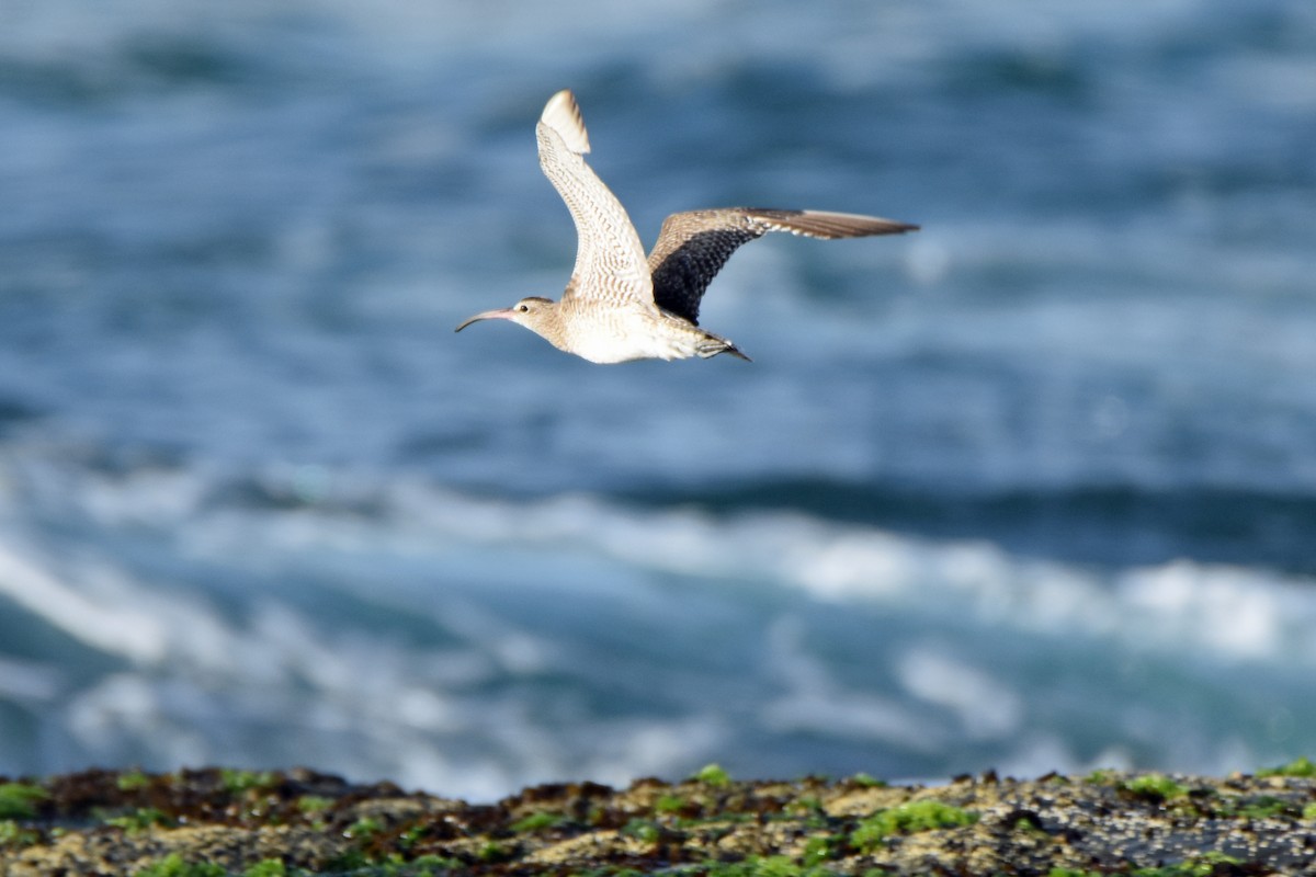 Whimbrel - Peter & Shelly Watts