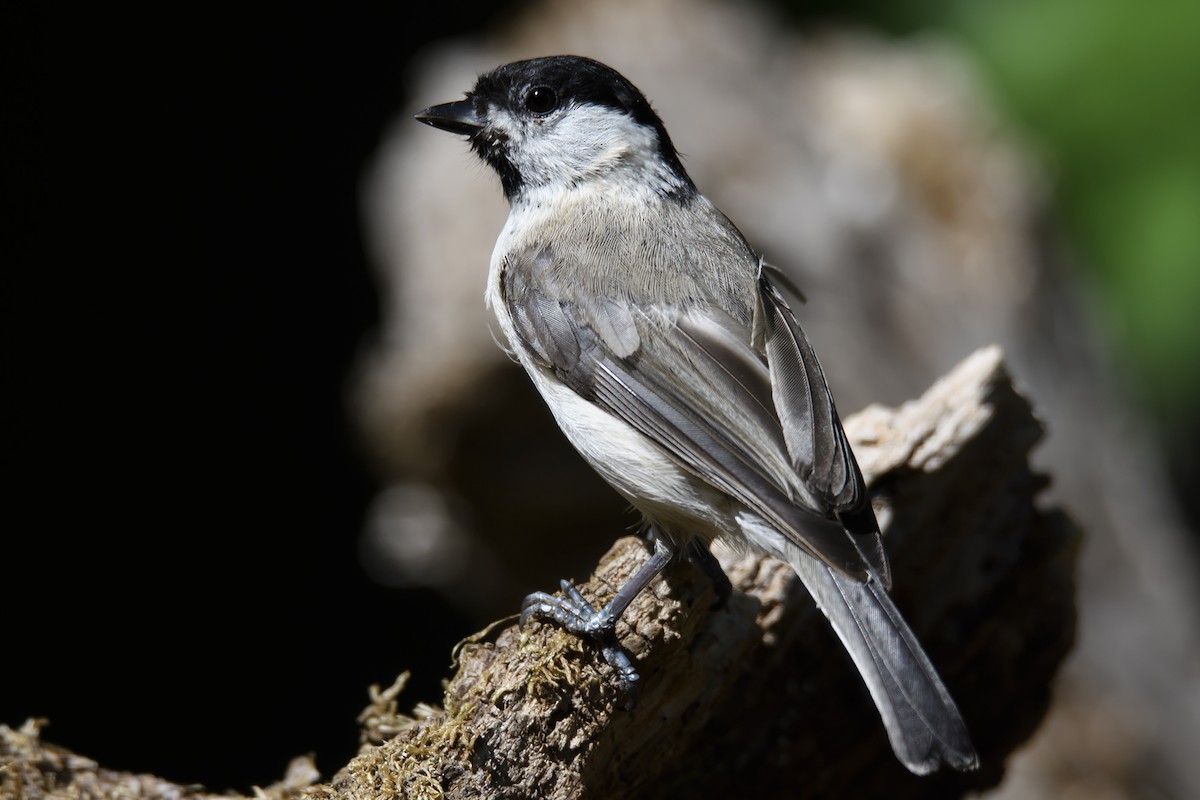 Marsh Tit - ML182953281