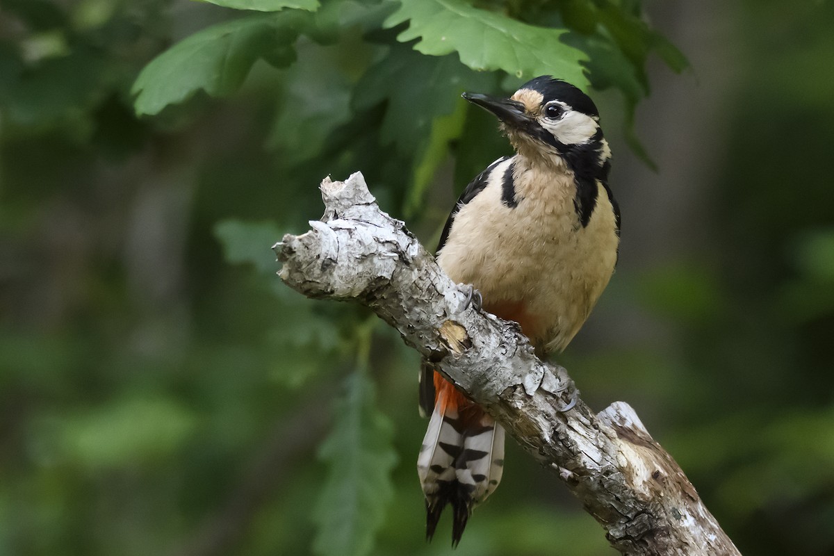 Great Spotted Woodpecker - Miguel Rouco