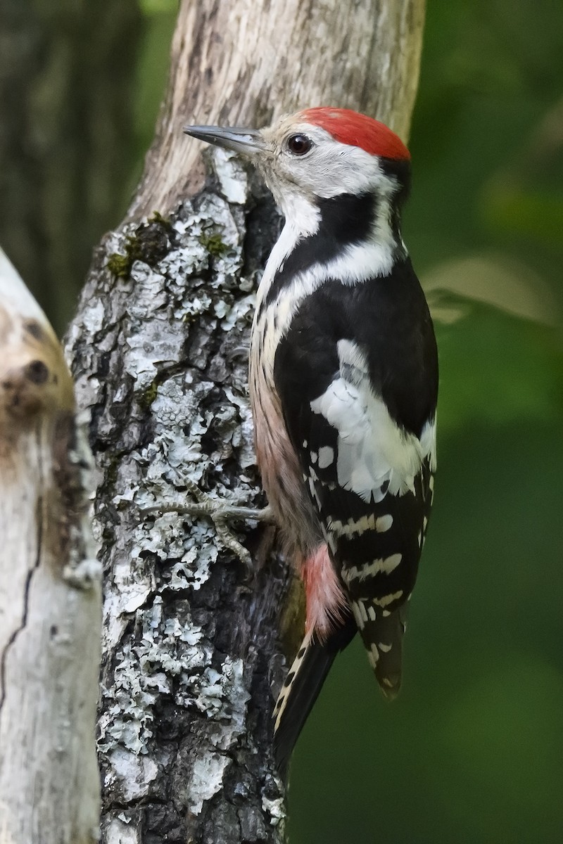 Middle Spotted Woodpecker - Miguel Rouco