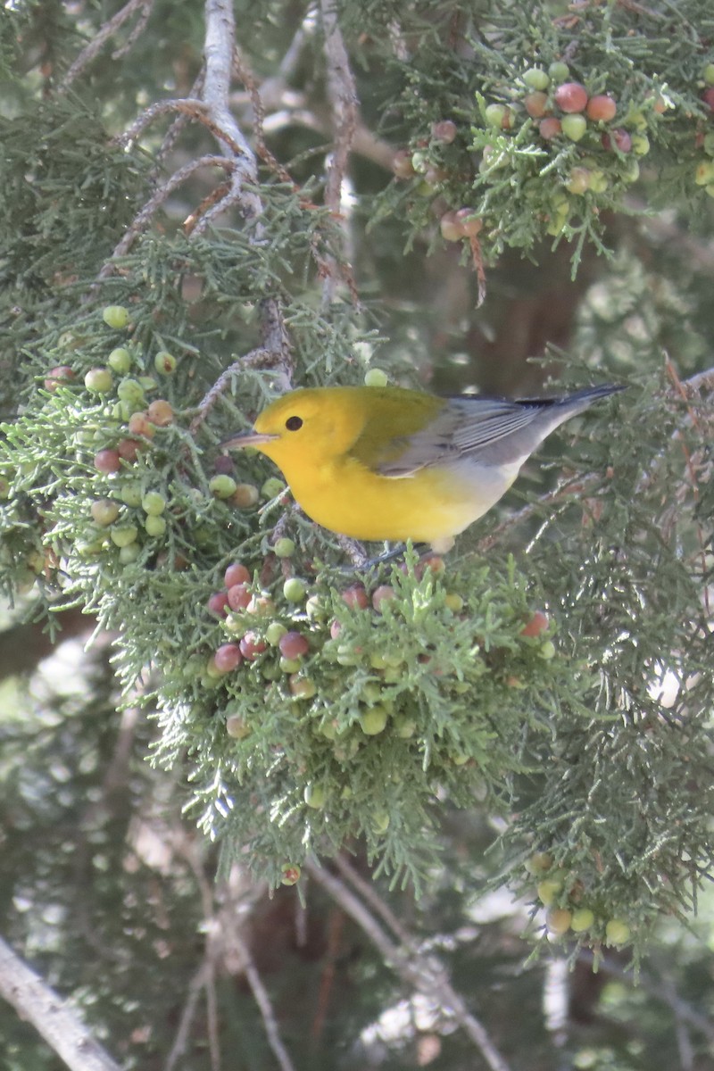 Prothonotary Warbler - ML182953811