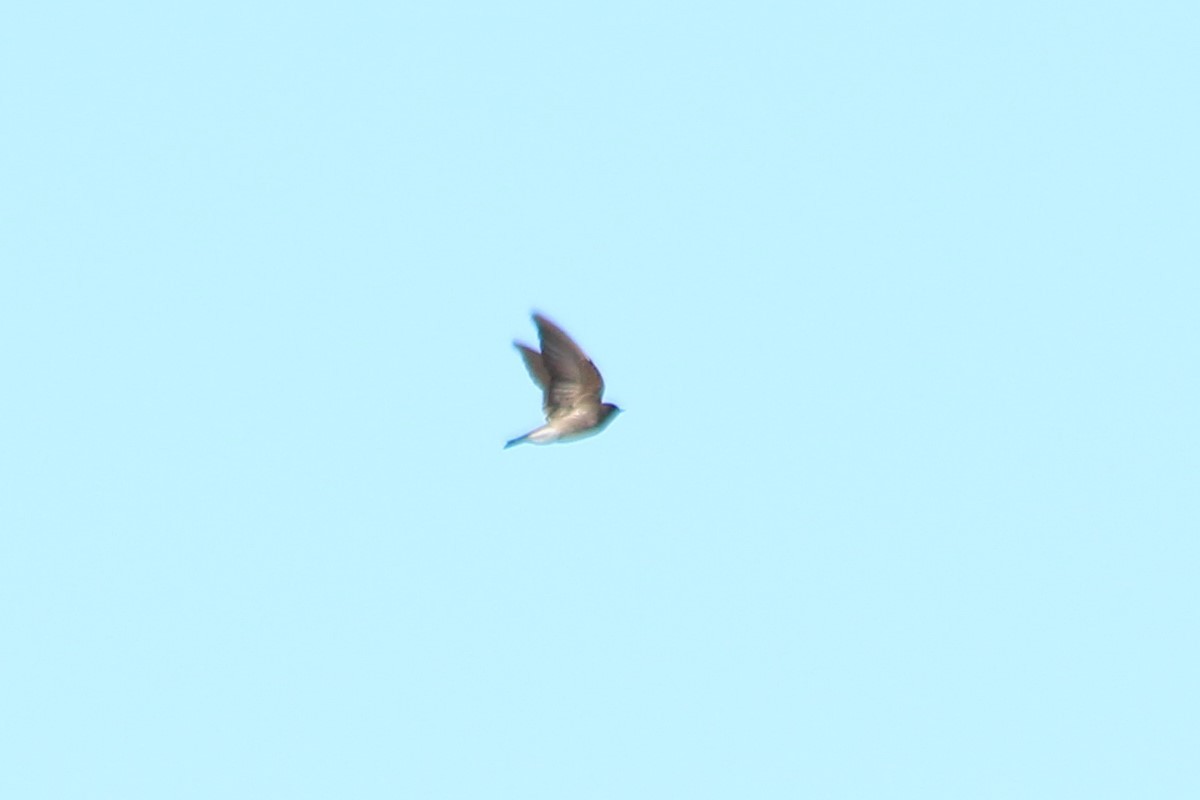 Northern Rough-winged Swallow - ML182953981