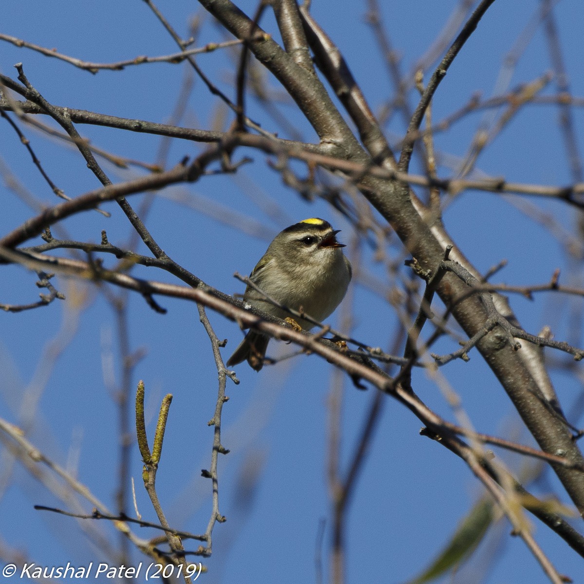 Golden-crowned Kinglet - ML182954001