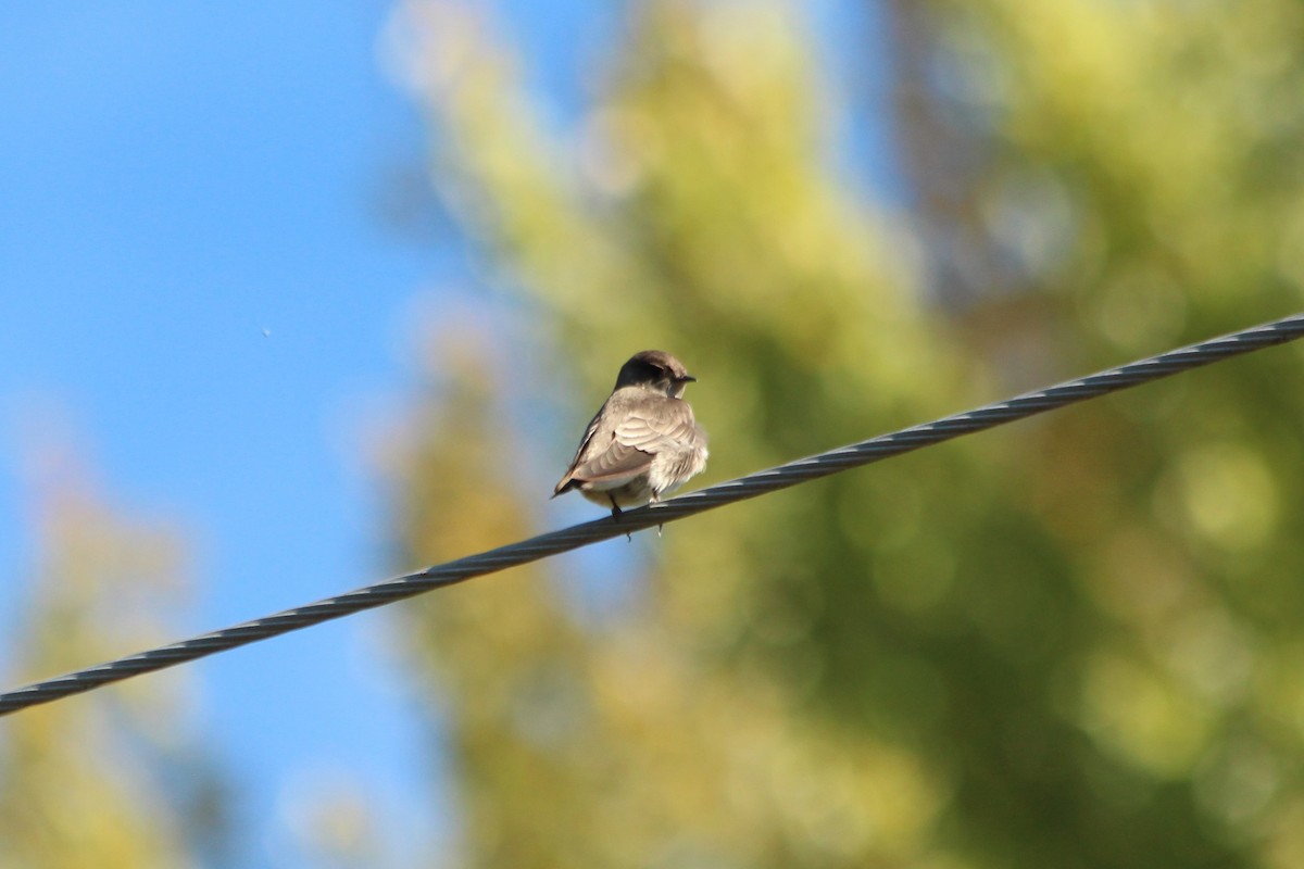 Northern Rough-winged Swallow - ML182954011