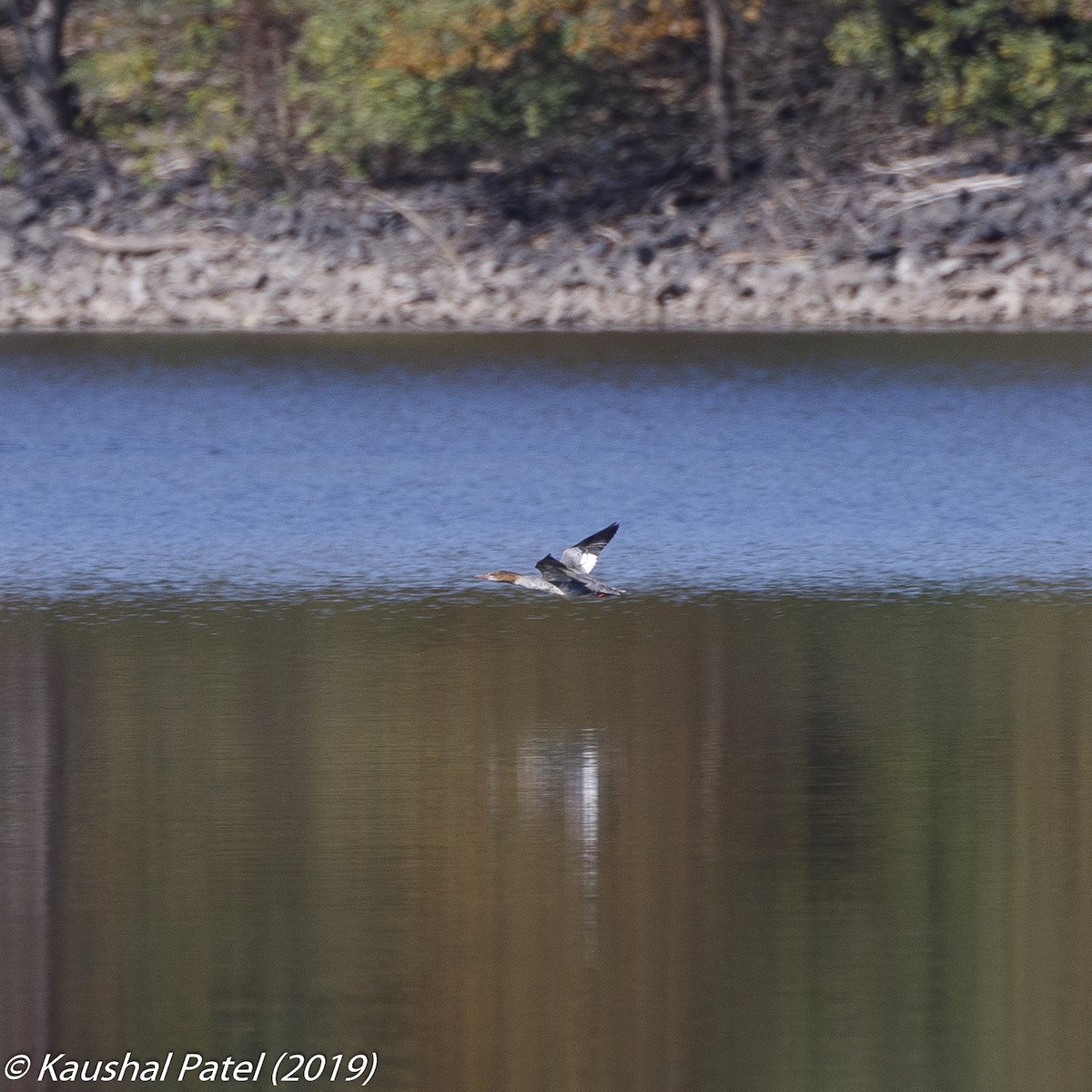 Common Merganser (North American) - Kaushal Patel