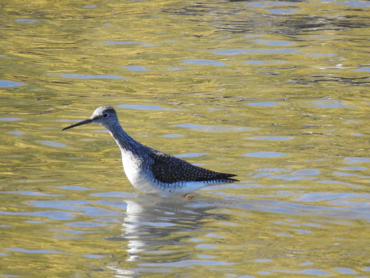 Greater Yellowlegs - Christian Coté