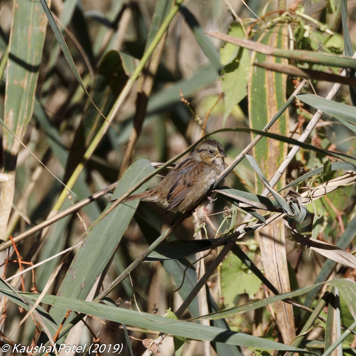 Swamp Sparrow - ML182954921