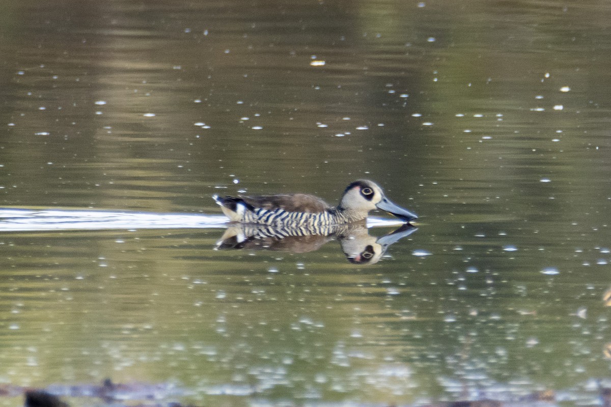 Pink-eared Duck - ML182956121