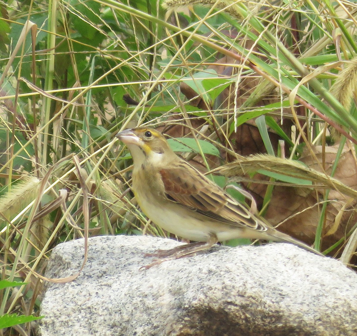 Dickcissel - ML182956411