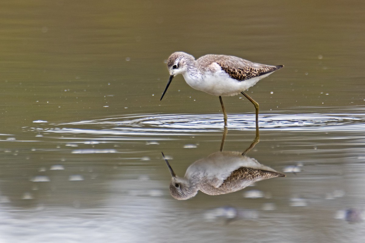 Teichwasserläufer - ML182957481