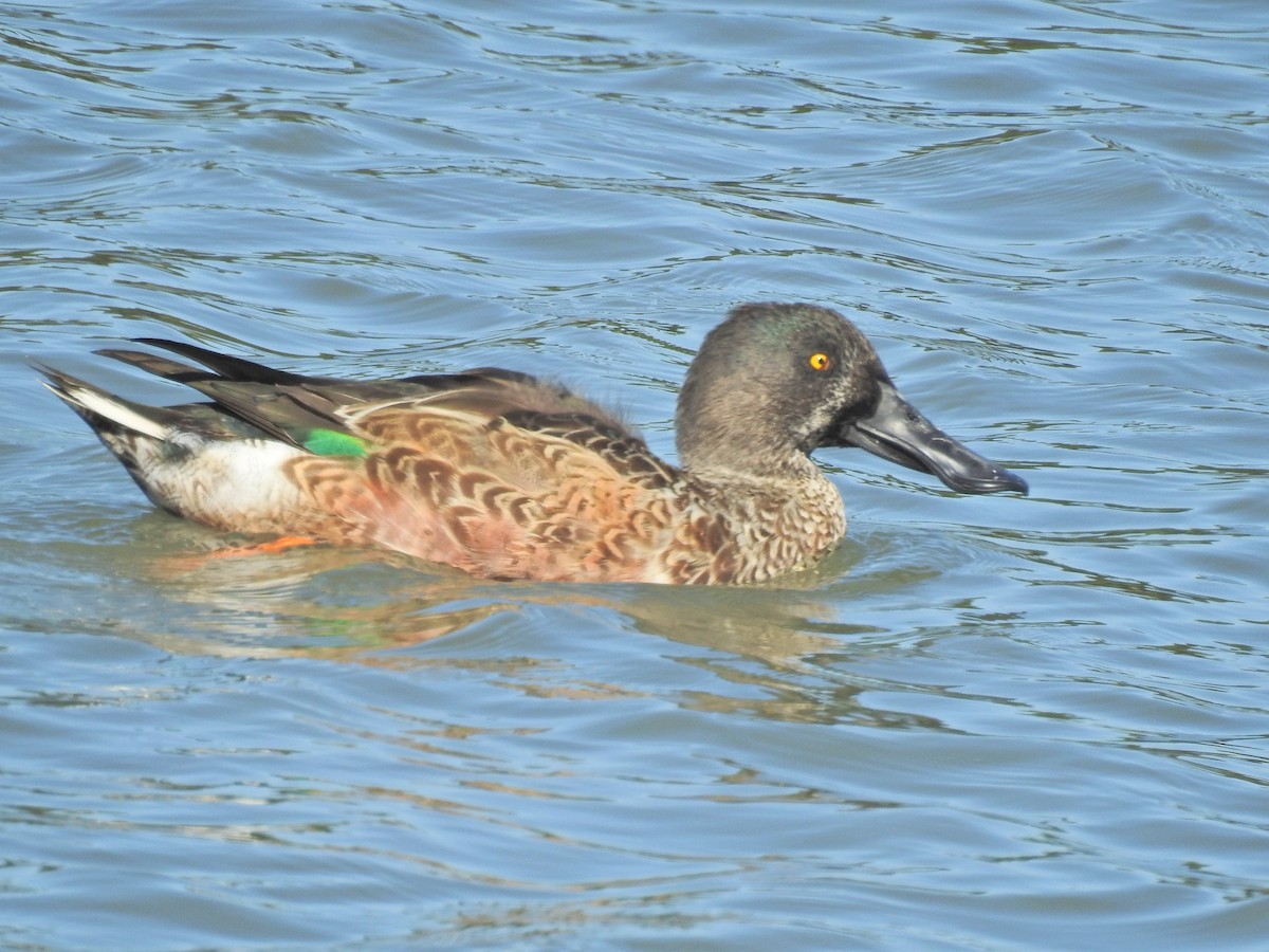 Northern Shoveler - ML182957761