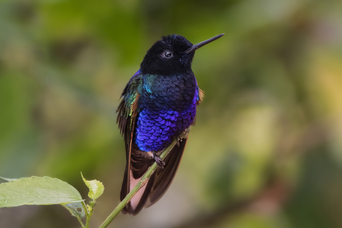 Velvet-purple Coronet - Jeff Maw