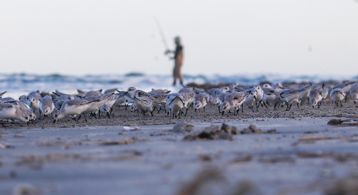 Sanderling - ML182958321