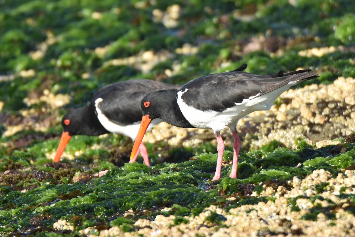 Pied Oystercatcher - Peter & Shelly Watts