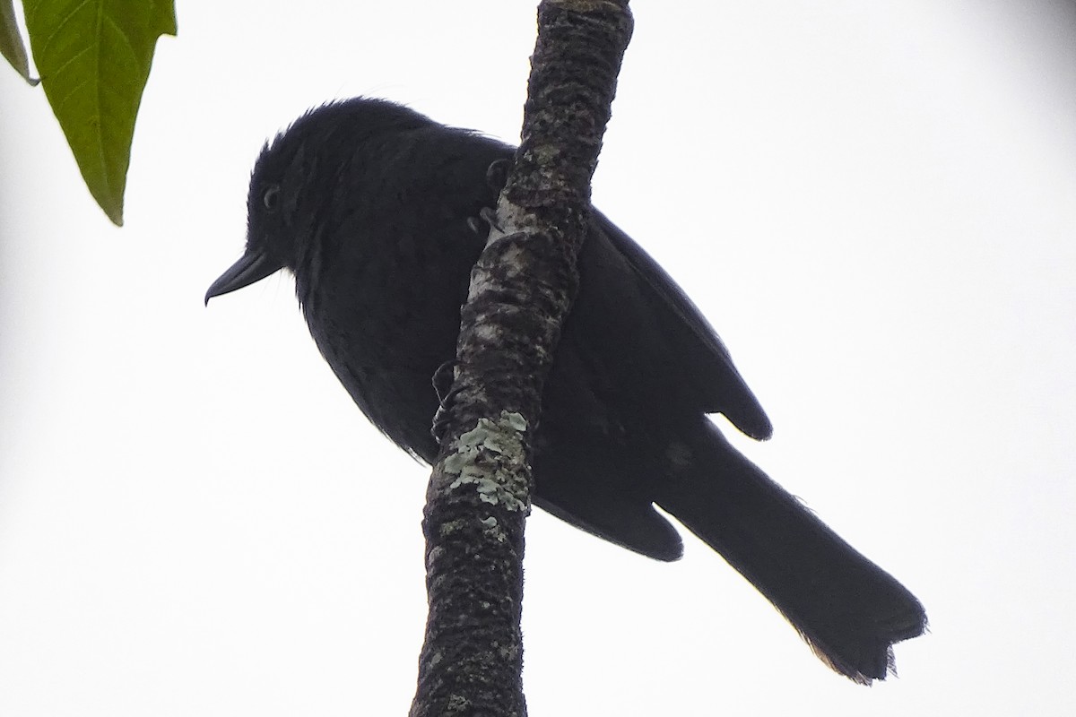 Venezuelan Flowerpiercer - ML182959361