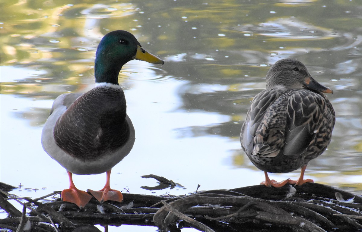 Canard colvert - ML182959681