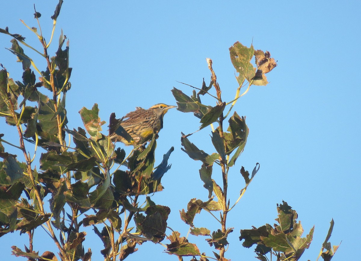Eastern Meadowlark - ML182961491