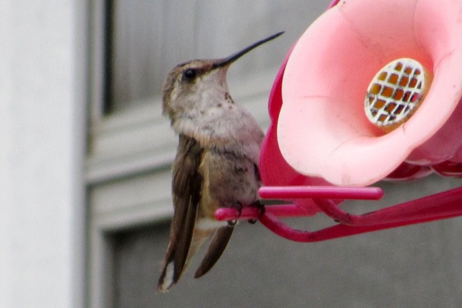 Rufous Hummingbird - Larry Neily