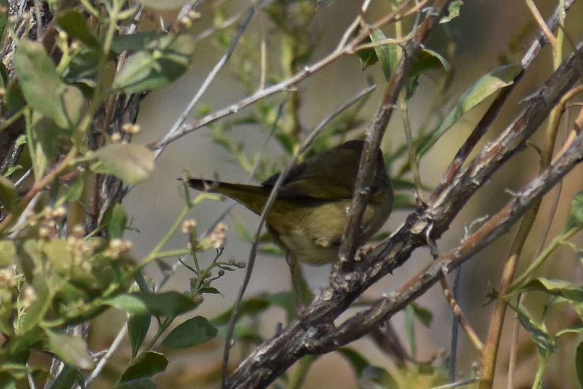 Common Yellowthroat - ML182964181