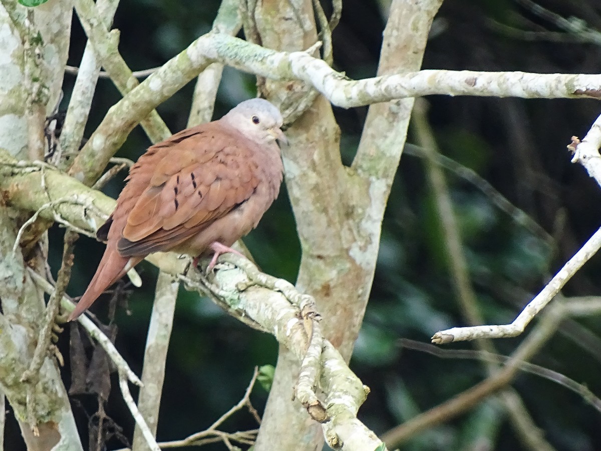 Ruddy Ground Dove - Jhonathan Miranda - Wandering Venezuela Birding Expeditions