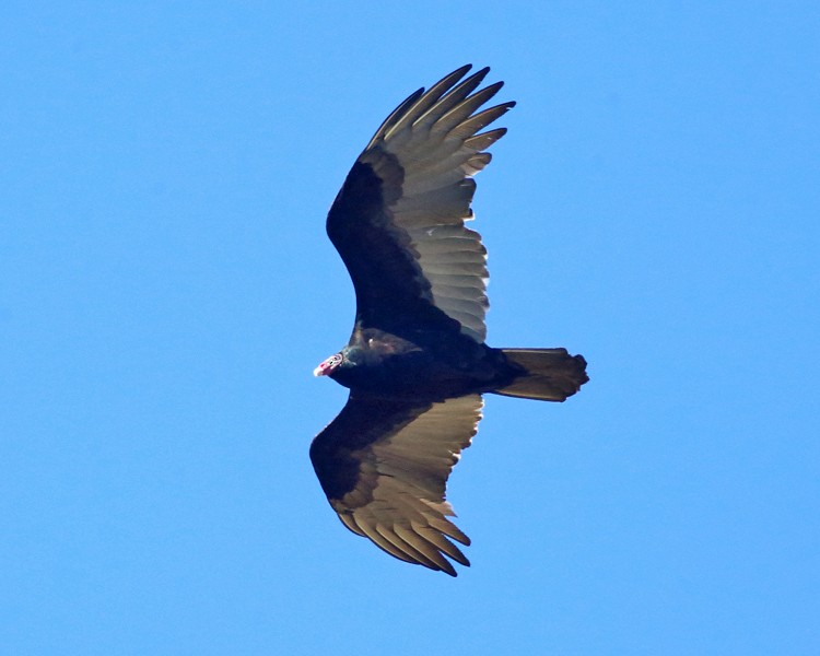 Turkey Vulture - ML182967531