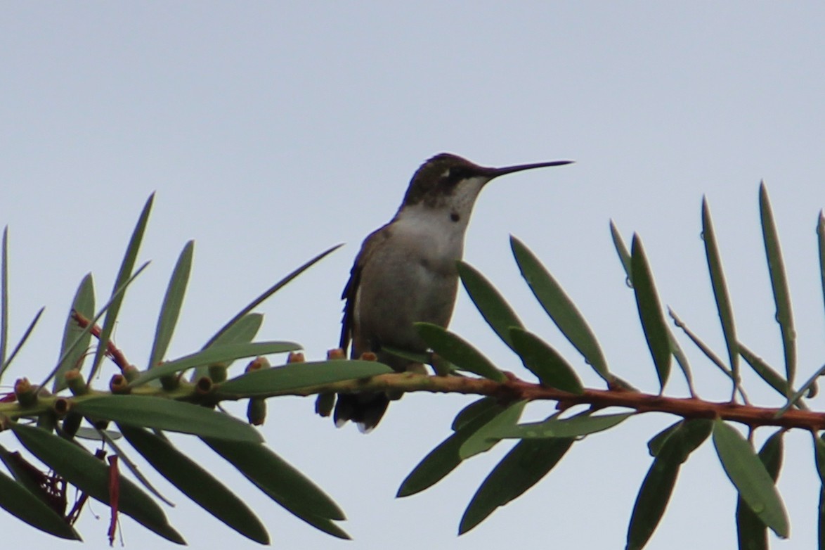 Ruby-throated Hummingbird - Nancee Cobb