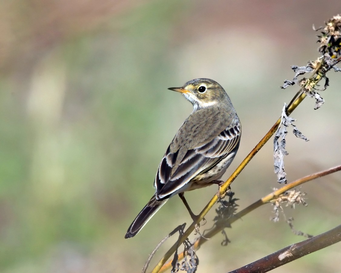 Pipit d'Amérique - ML182967961