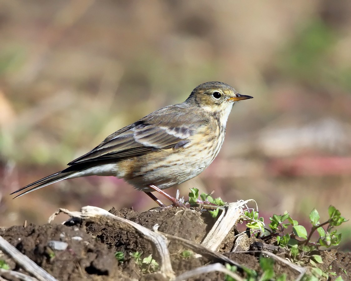 Pipit d'Amérique - ML182968051