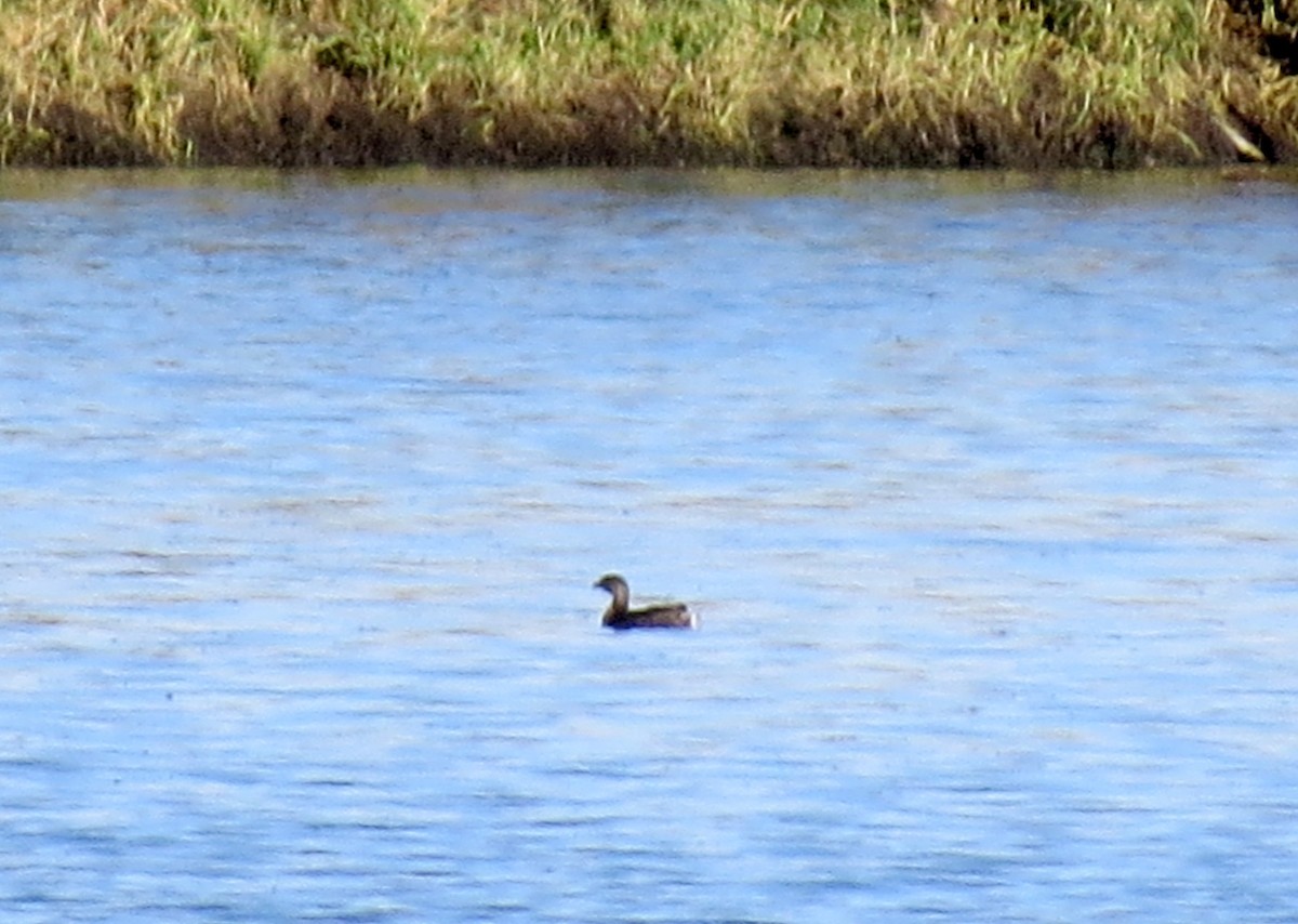 Pied-billed Grebe - ML182968061