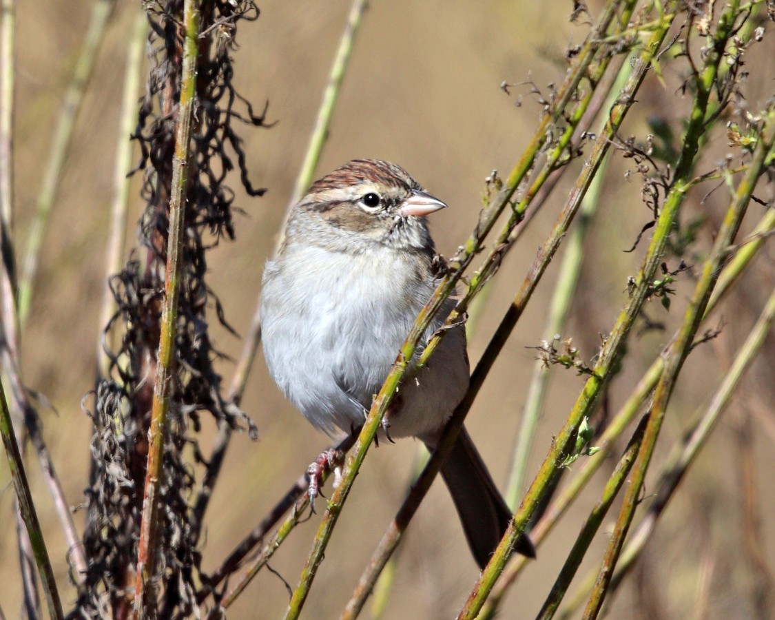 Chipping Sparrow - ML182968241