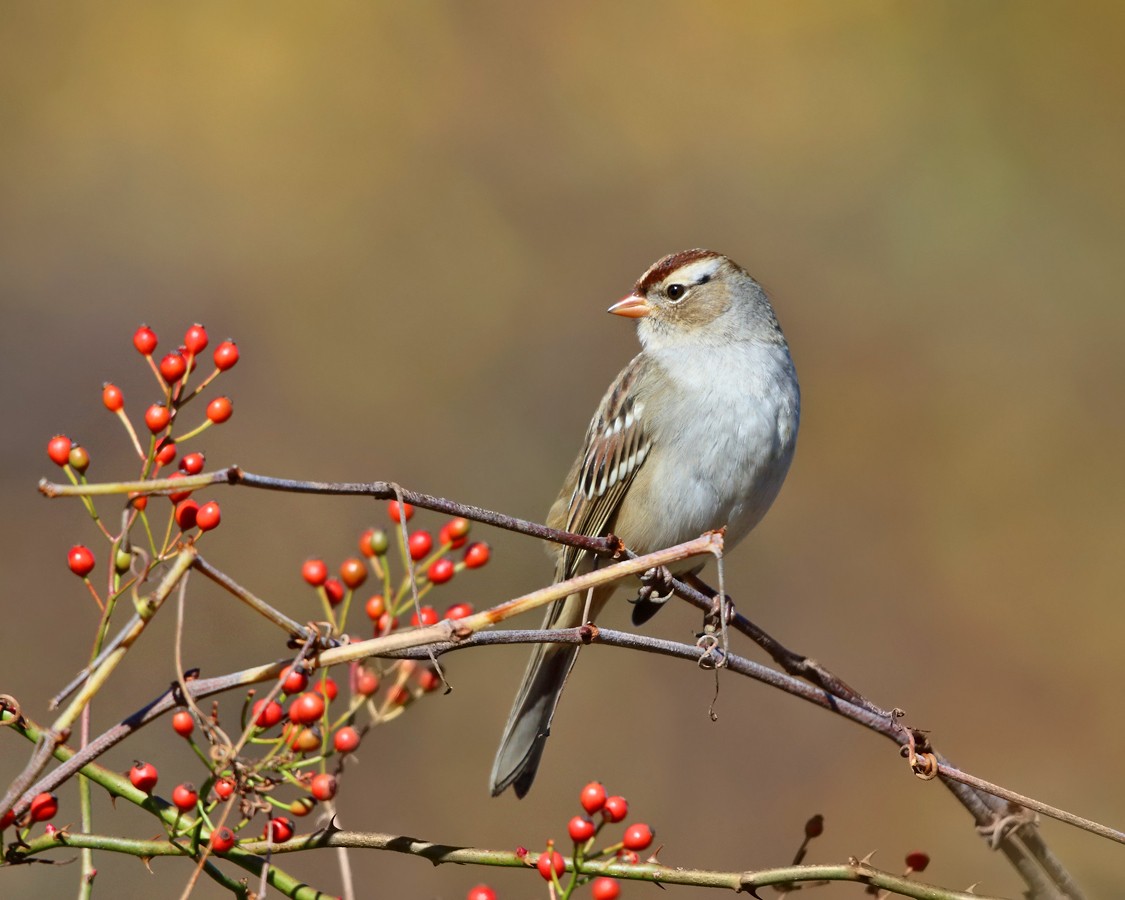 White-crowned Sparrow - ML182968311