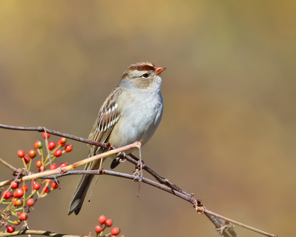 White-crowned Sparrow - ML182968351
