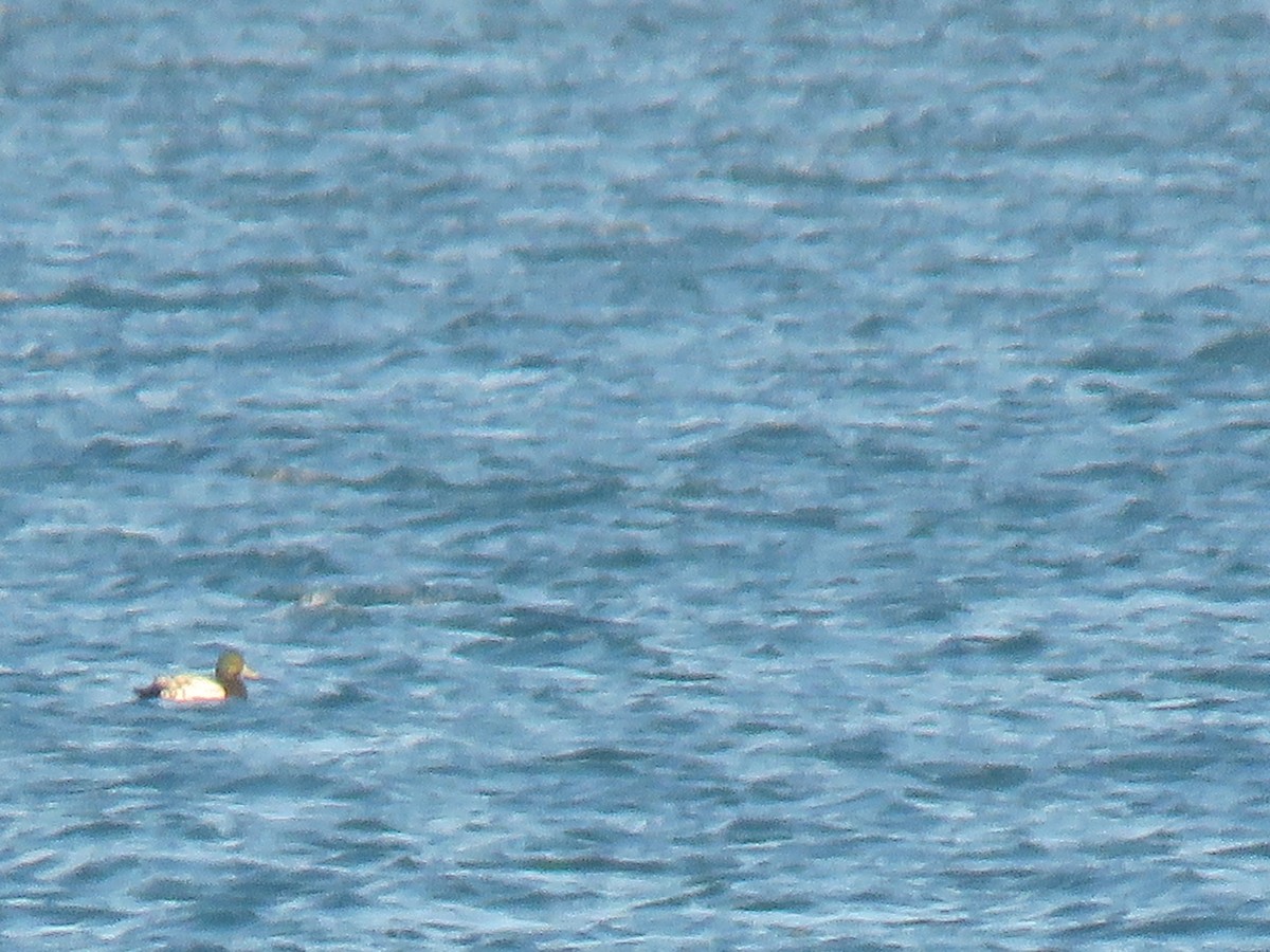 Greater Scaup - ML182968941